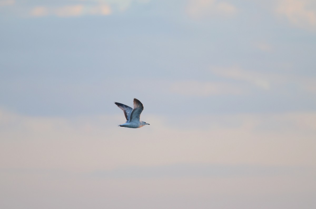 Ring-billed Gull - ML617905169