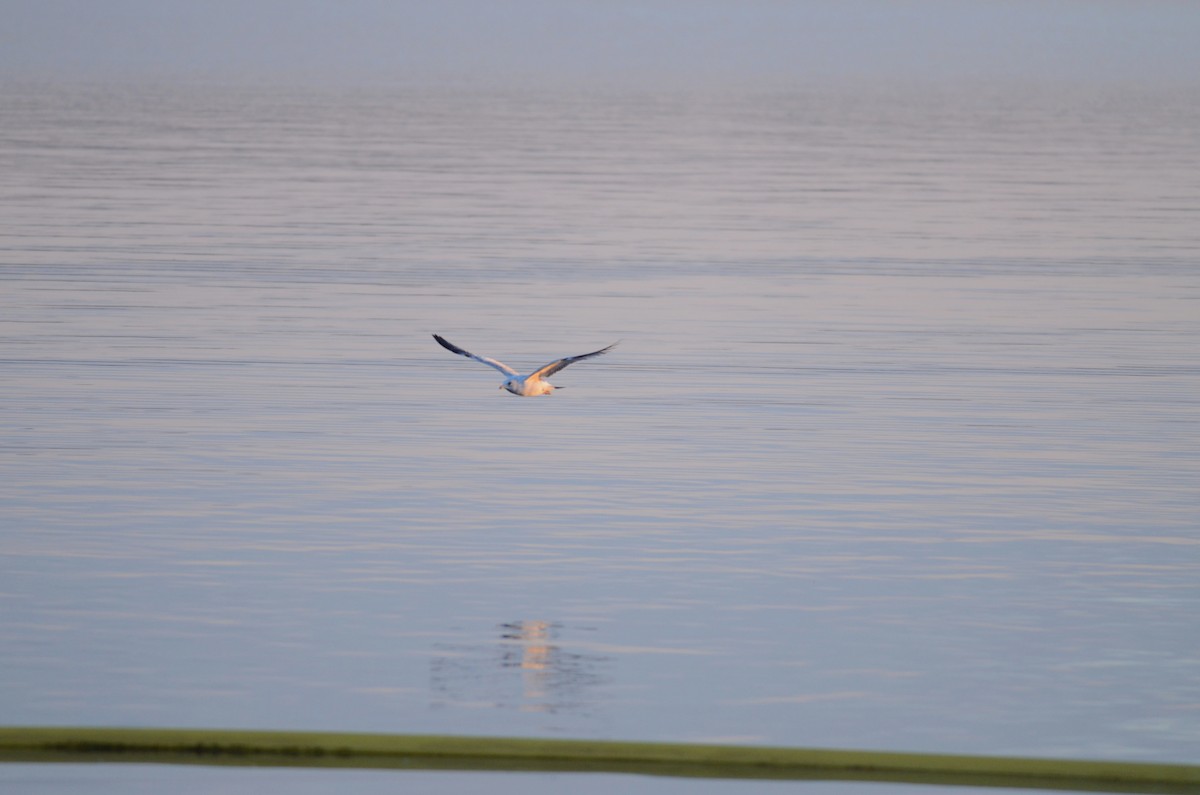 Ring-billed Gull - ML617905170