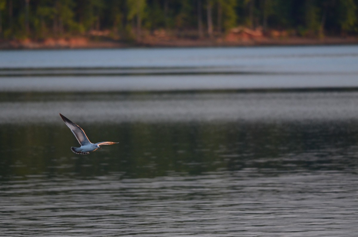 Ring-billed Gull - ML617905171