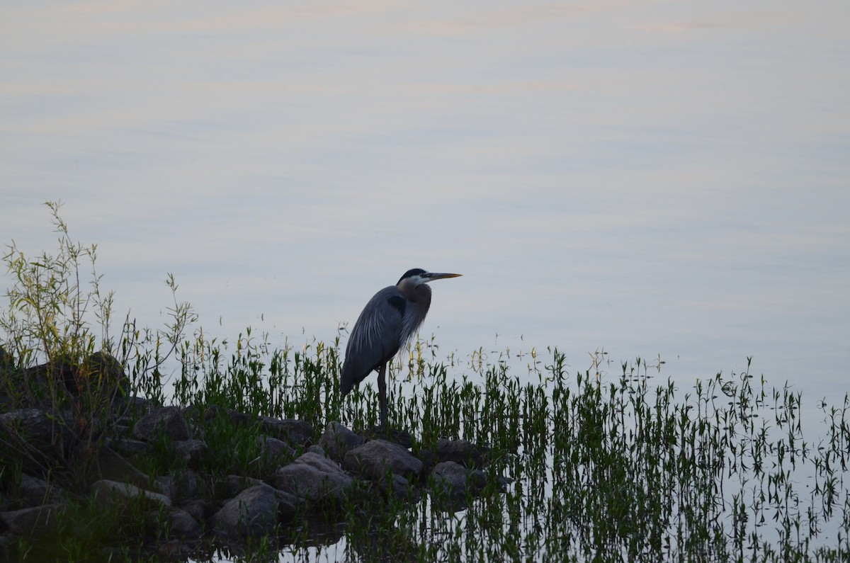 Great Blue Heron - ML617905177