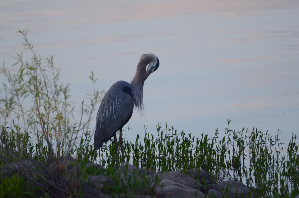 Great Blue Heron - ML617905179