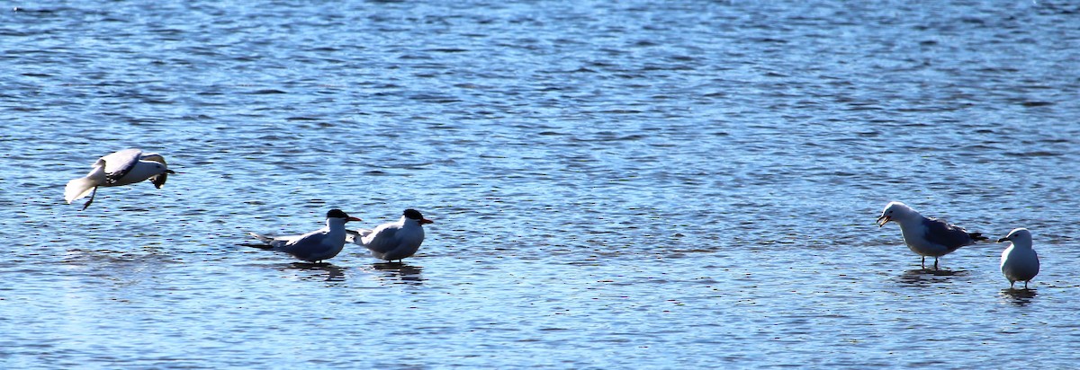 Caspian Tern - ML617905251