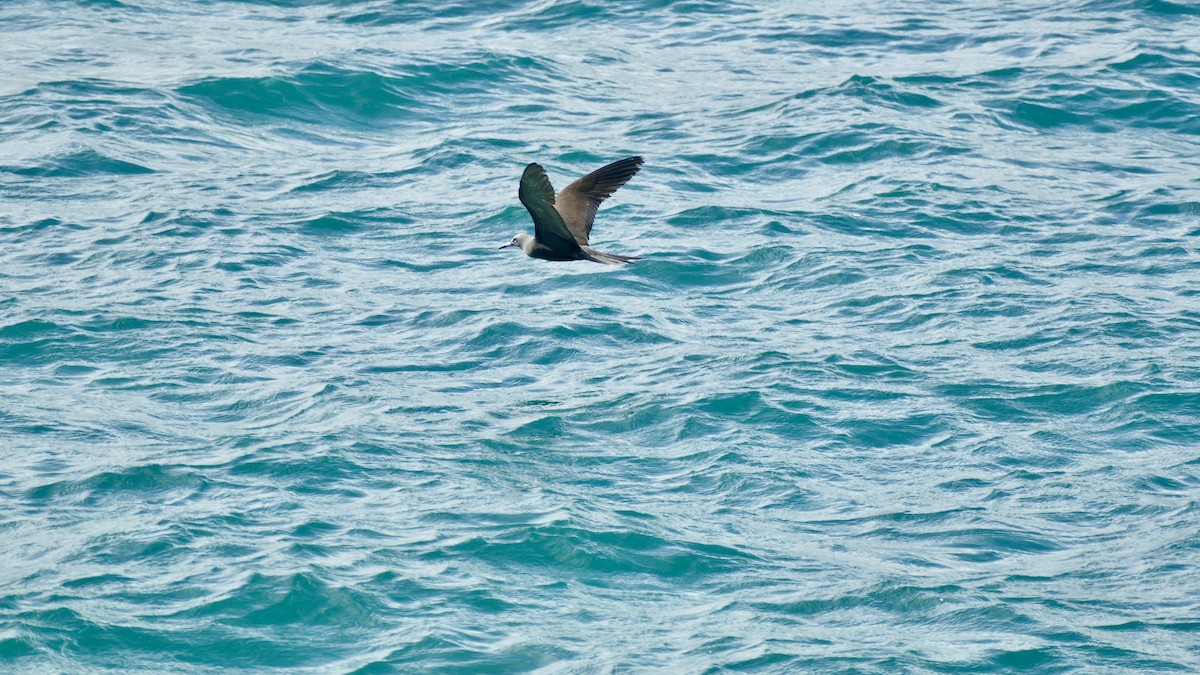 Brown Noddy - Quentin Brown