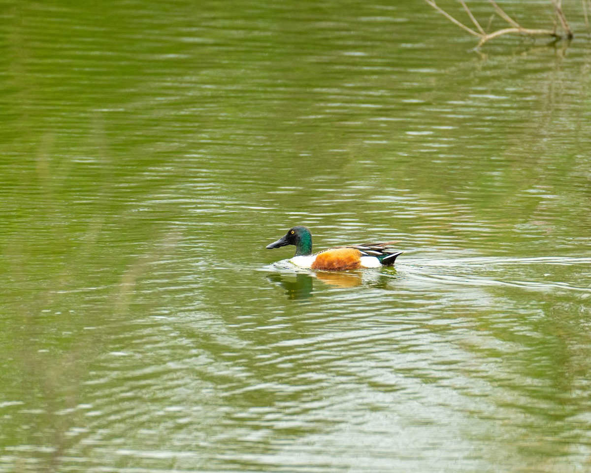 Northern Shoveler - ML617905317