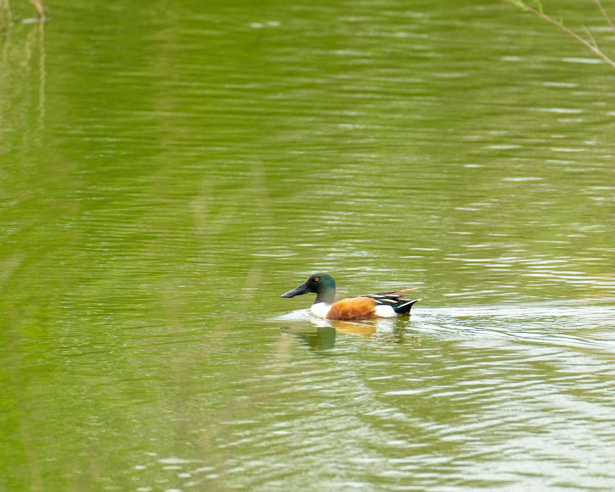 Northern Shoveler - ML617905318