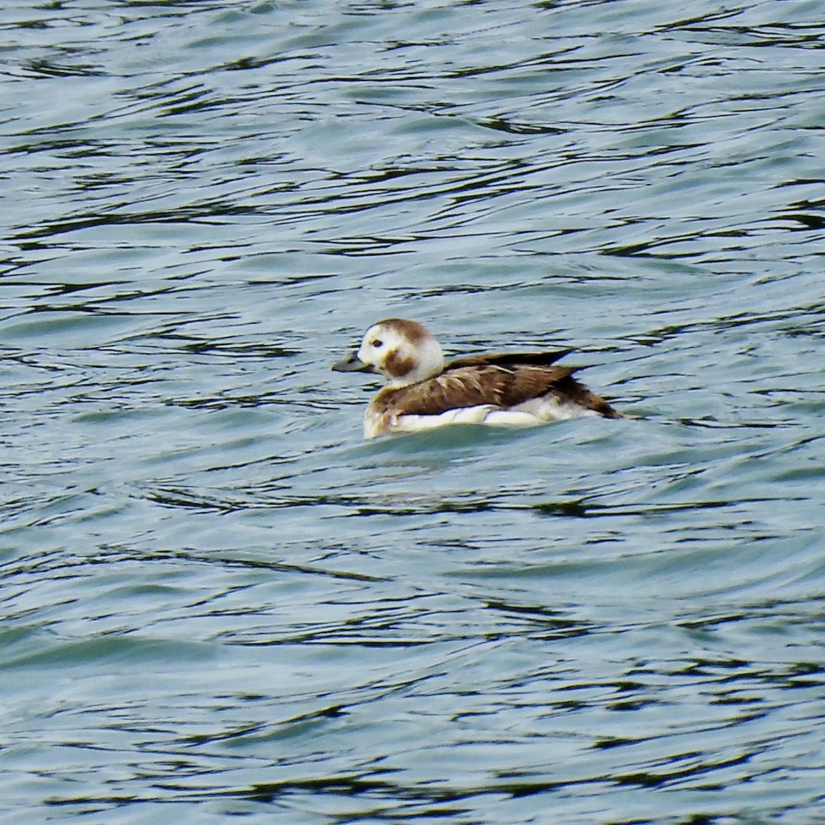 Long-tailed Duck - Susan Kirkbride