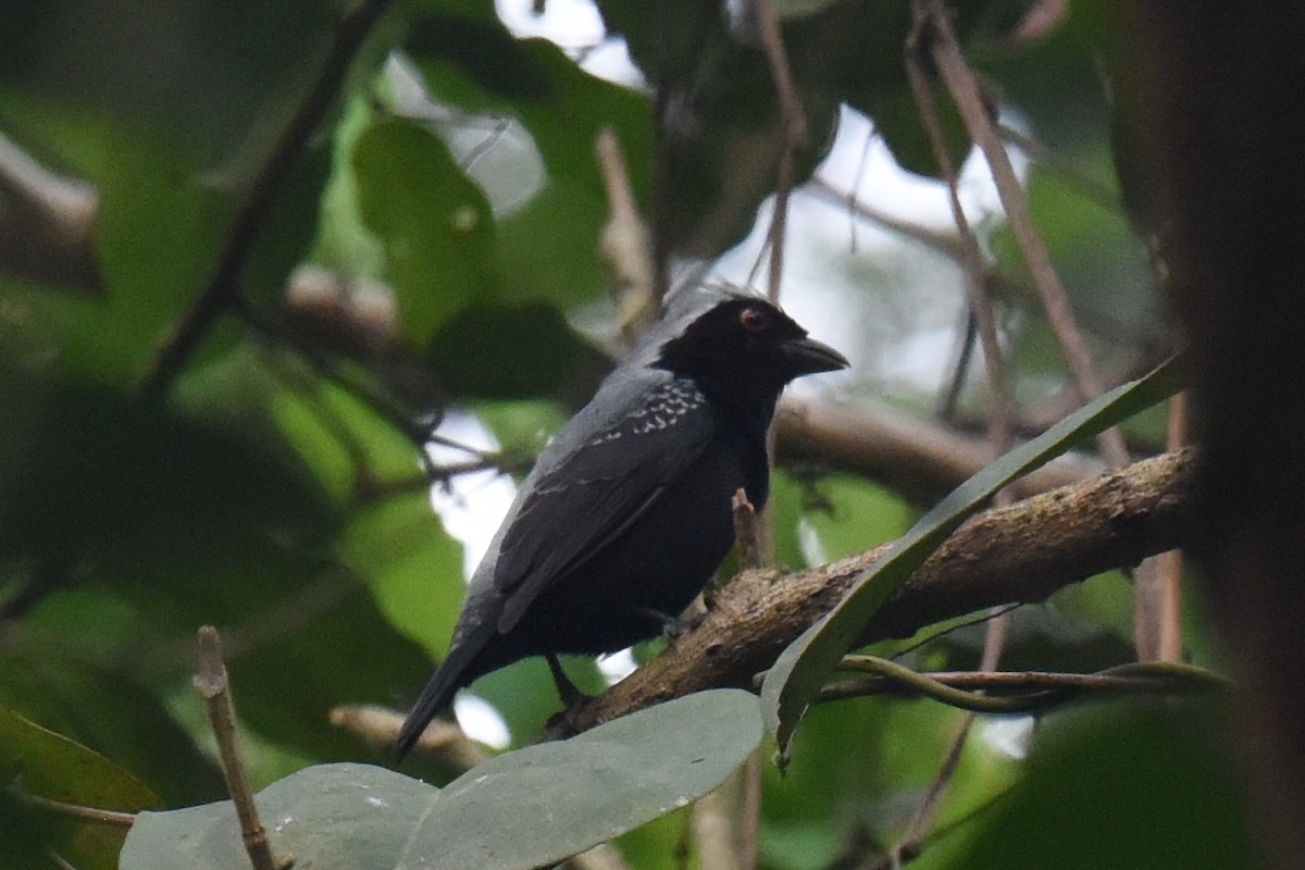 Gray-headed Nigrita - ML617905331