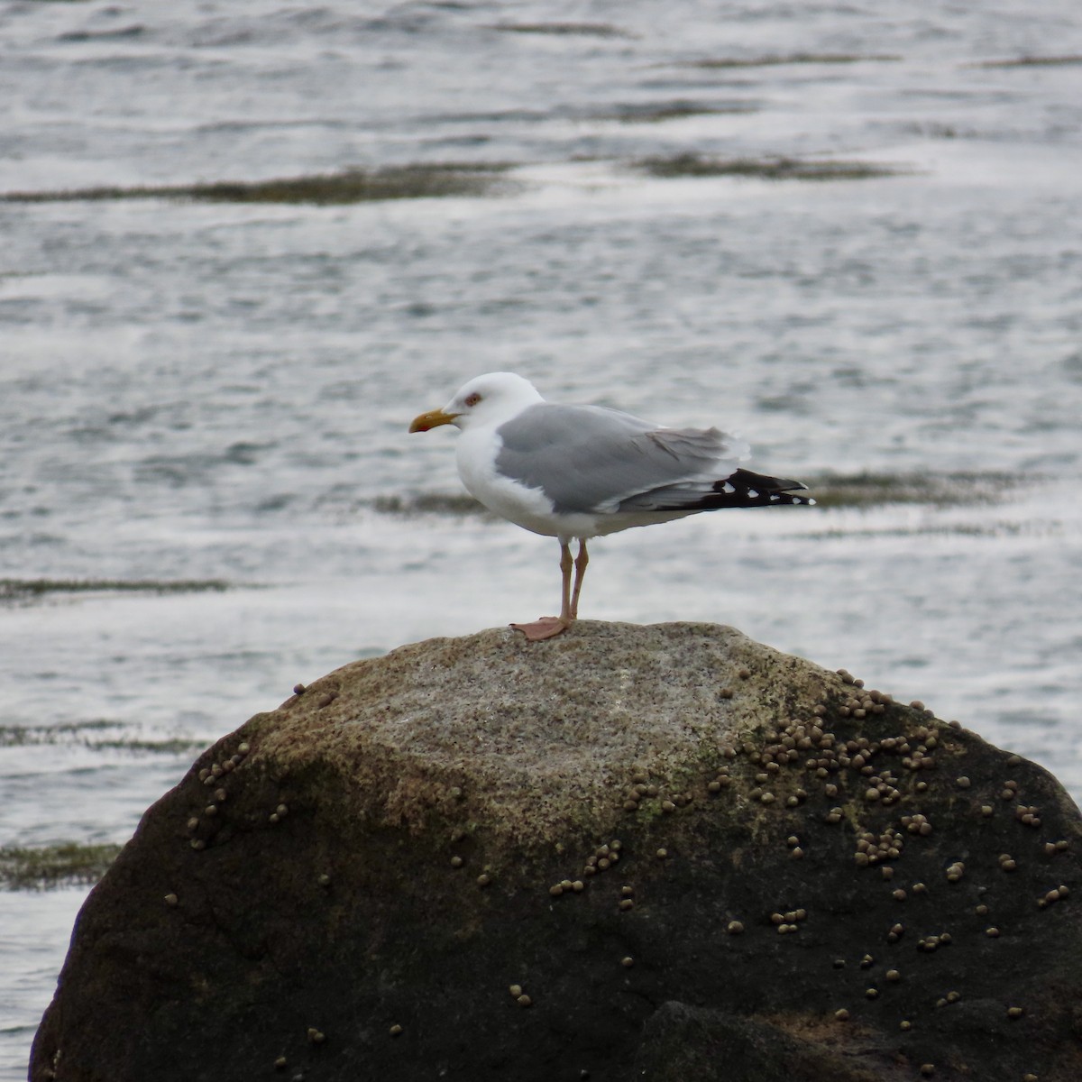 Gaviota Argéntea Americana - ML617905347