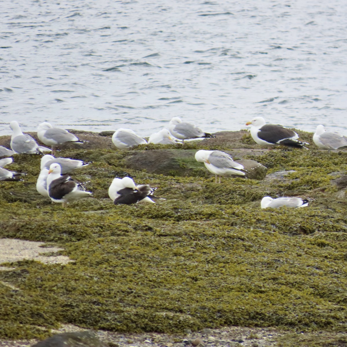 Great Black-backed Gull - ML617905355