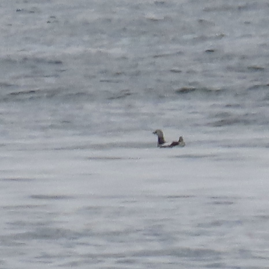 Black Guillemot - ML617905364