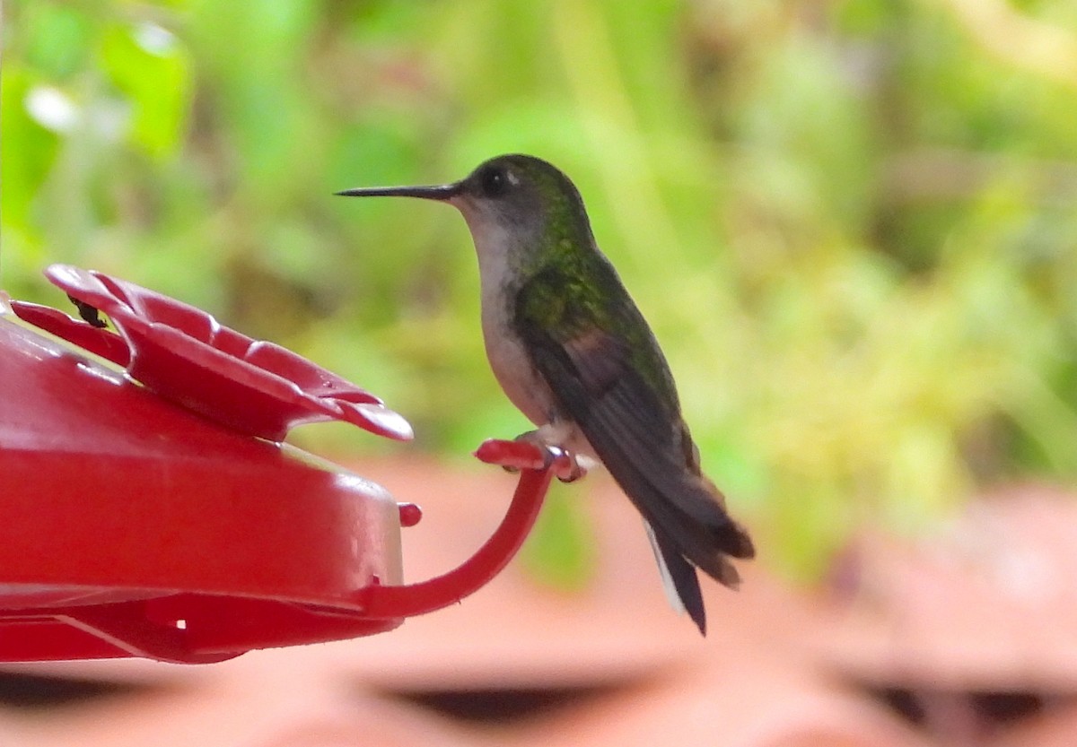 Black-bellied Hummingbird - Albert Ribes