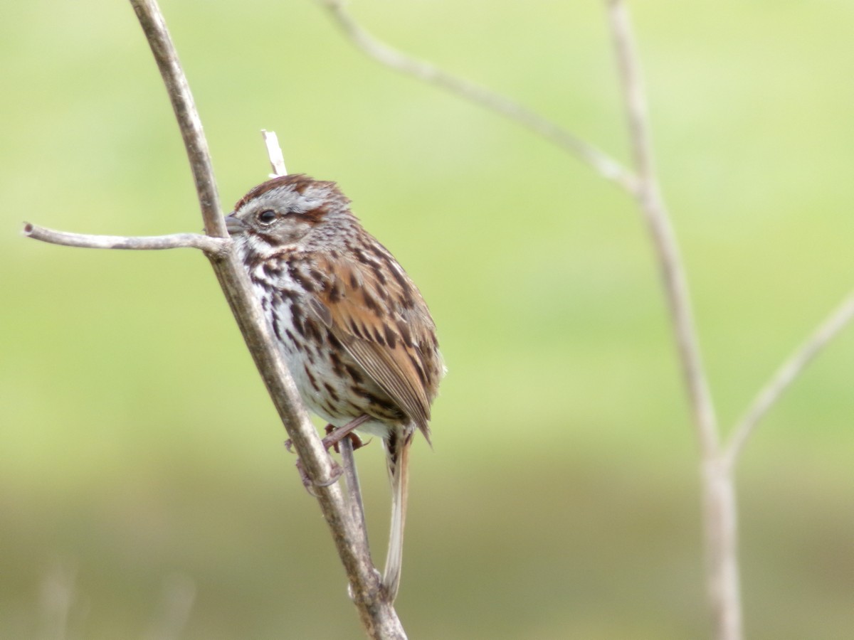 Song Sparrow - ML617905407