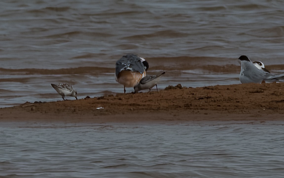 Bécasseau sanderling - ML617905441