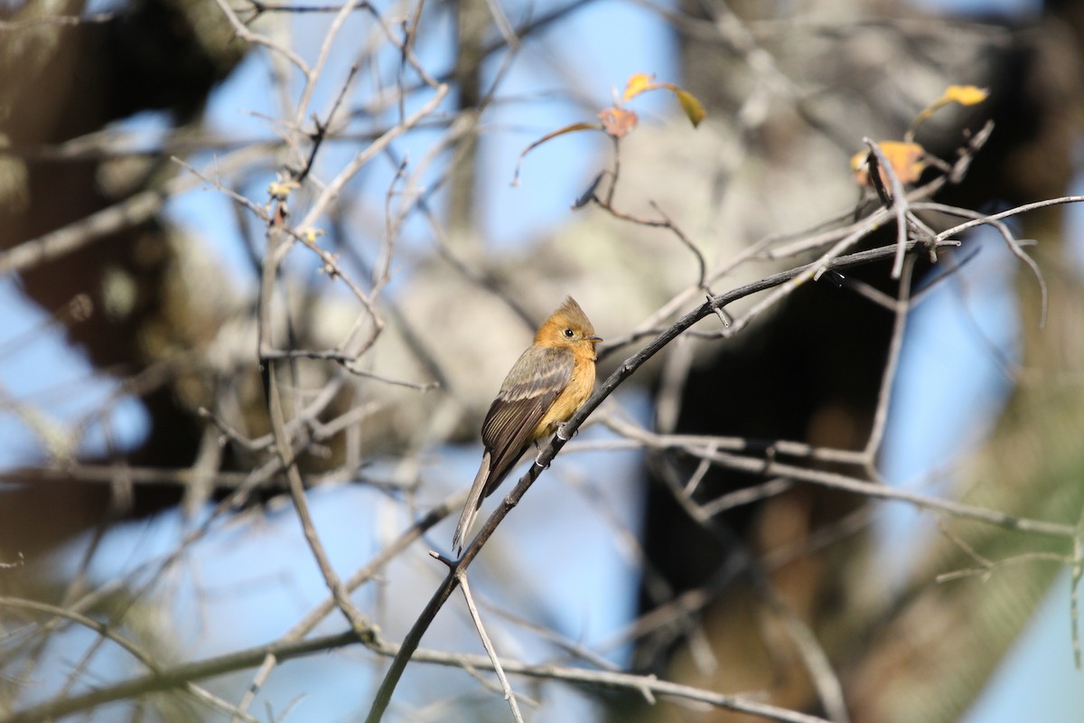 Tufted Flycatcher - Cristina Valenzuela