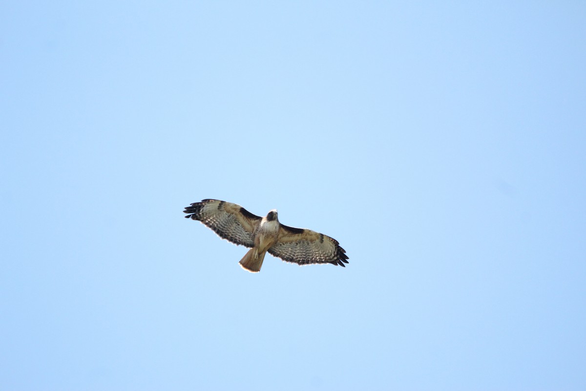 Red-tailed Hawk - Cristina Valenzuela