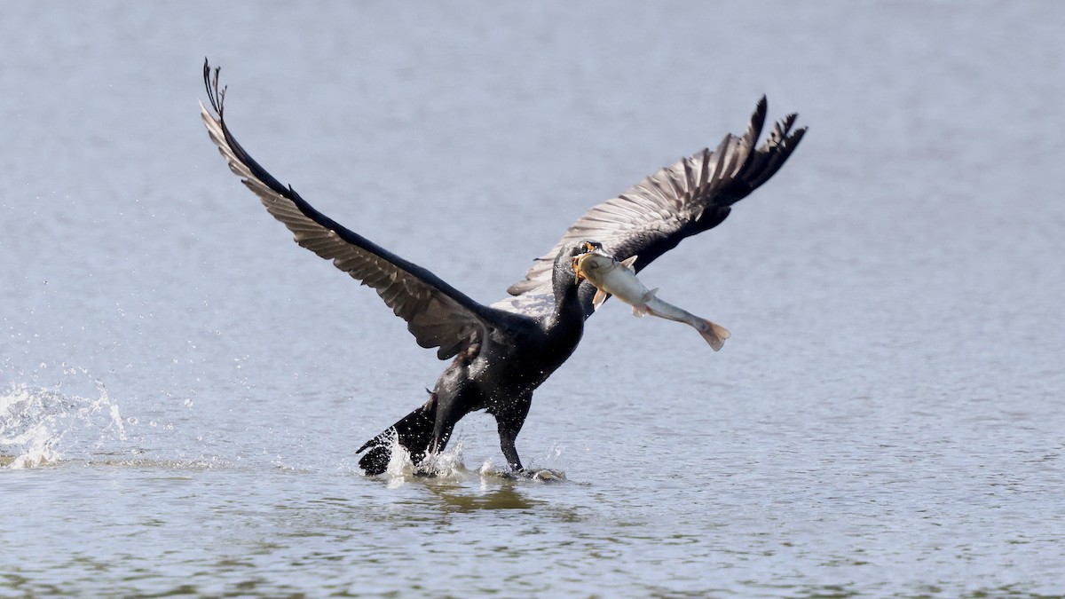 Double-crested Cormorant - ML617905468