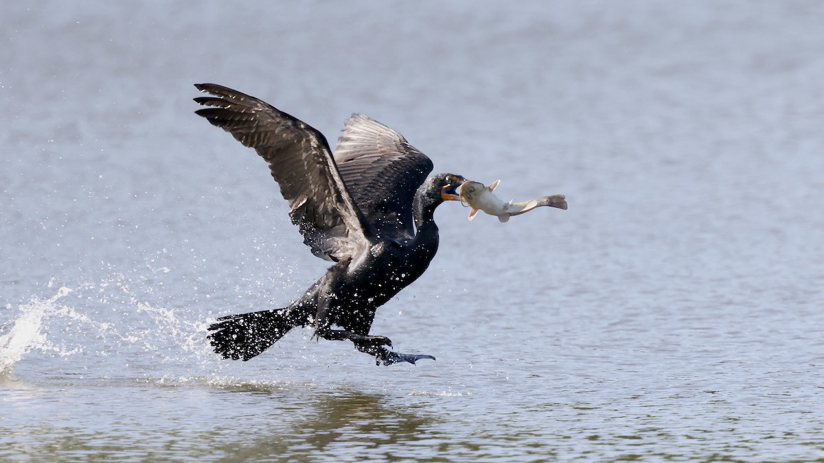 Double-crested Cormorant - ML617905469