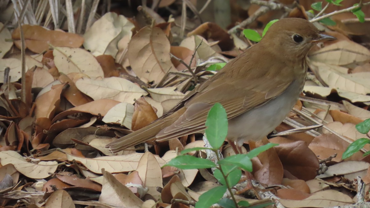 Veery - ML617905472