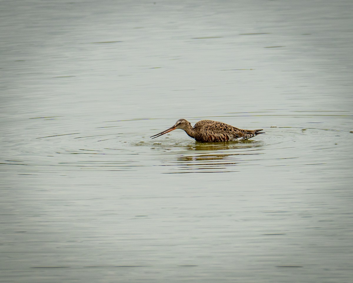 Hudsonian Godwit - ML617905515