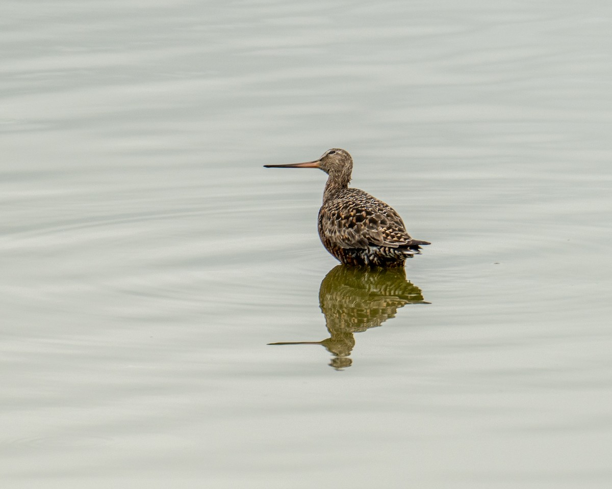 Hudsonian Godwit - ML617905516