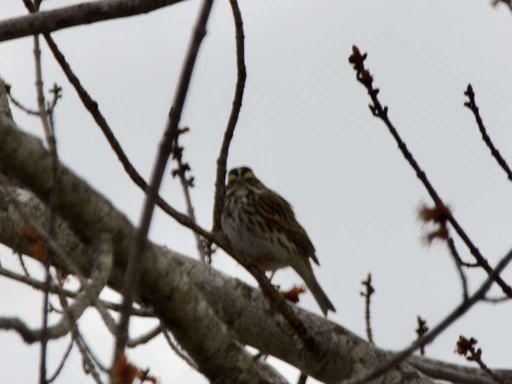 Savannah Sparrow - ML617905526