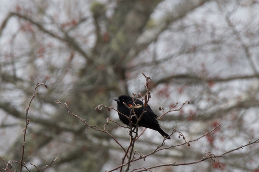 Red-winged Blackbird - ML617905533