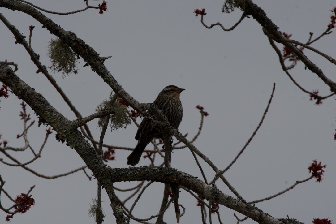 Red-winged Blackbird - ML617905537
