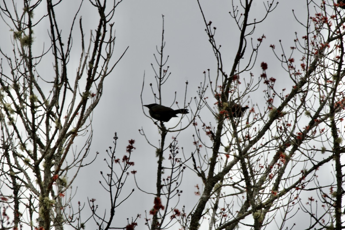 Common Grackle - ML617905548