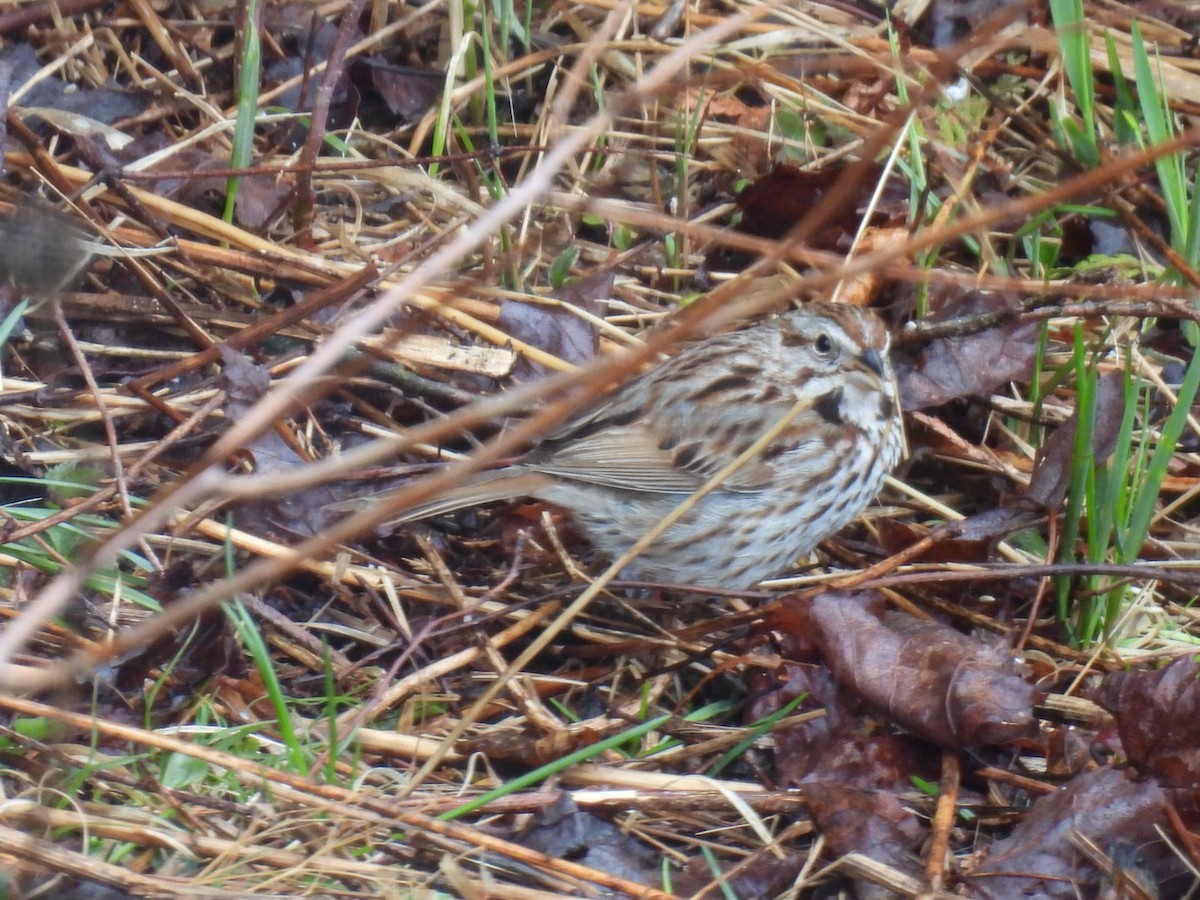 Song Sparrow - ML617905621