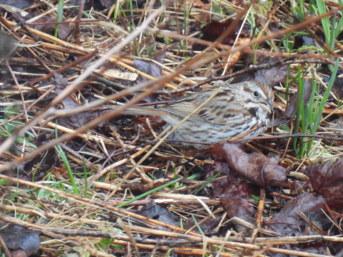 Song Sparrow - ML617905622