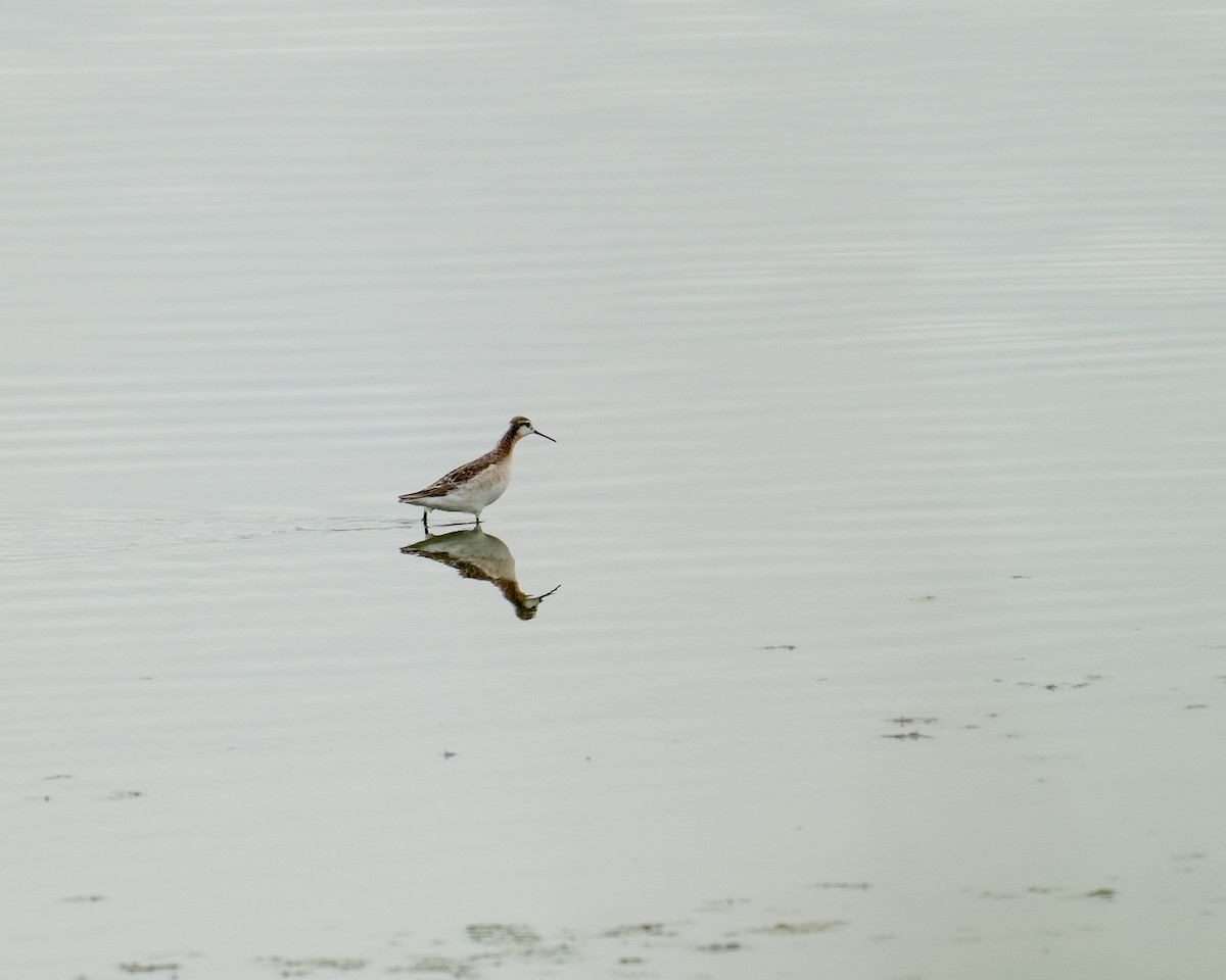 Wilson's Phalarope - ML617905637