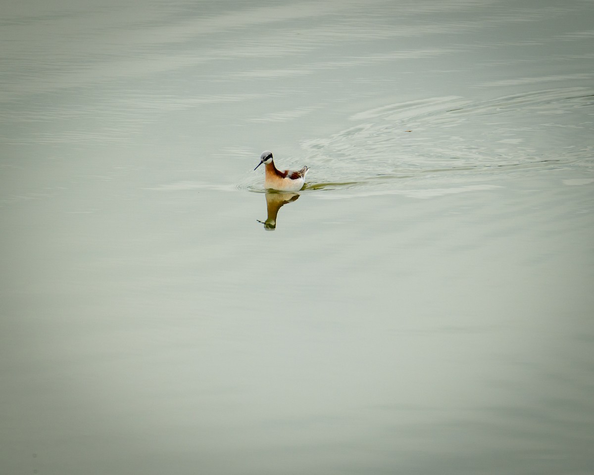 Wilson's Phalarope - Britt Coleman