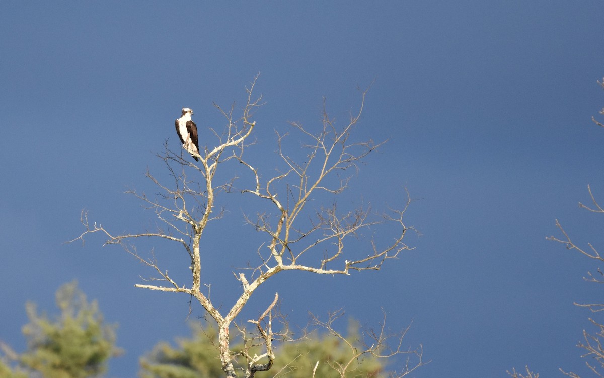 Águila Pescadora - ML617905649