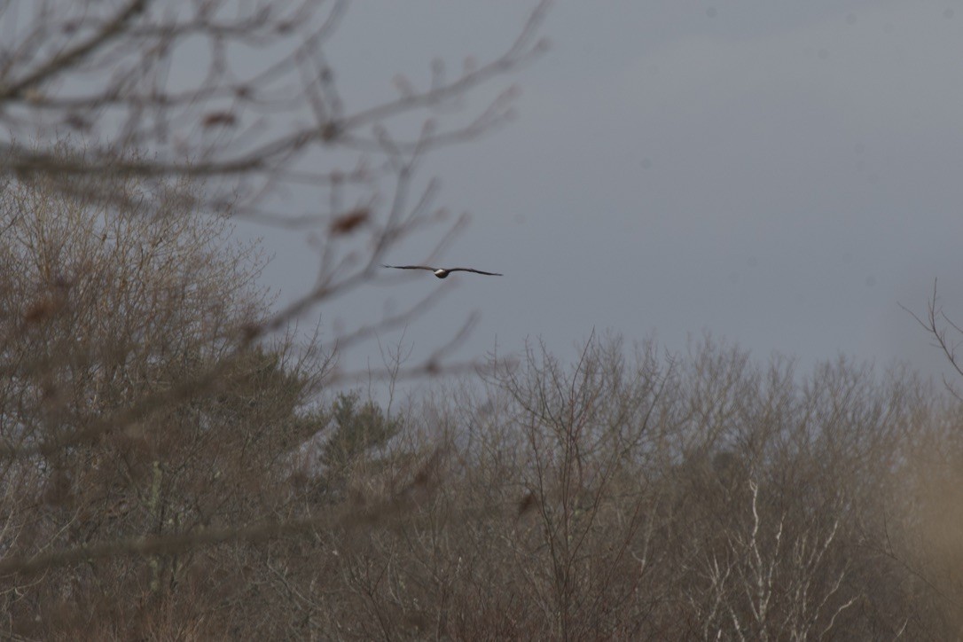 Bald Eagle - ML617905691