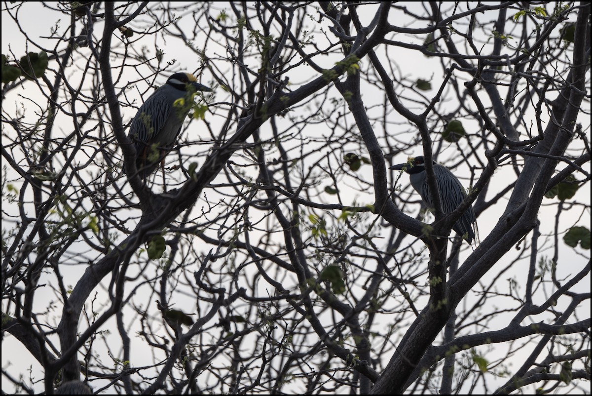 Yellow-crowned Night Heron - ML617905695