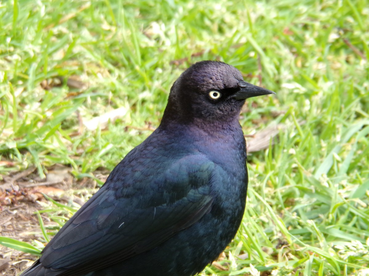 Brewer's Blackbird - ML617905709