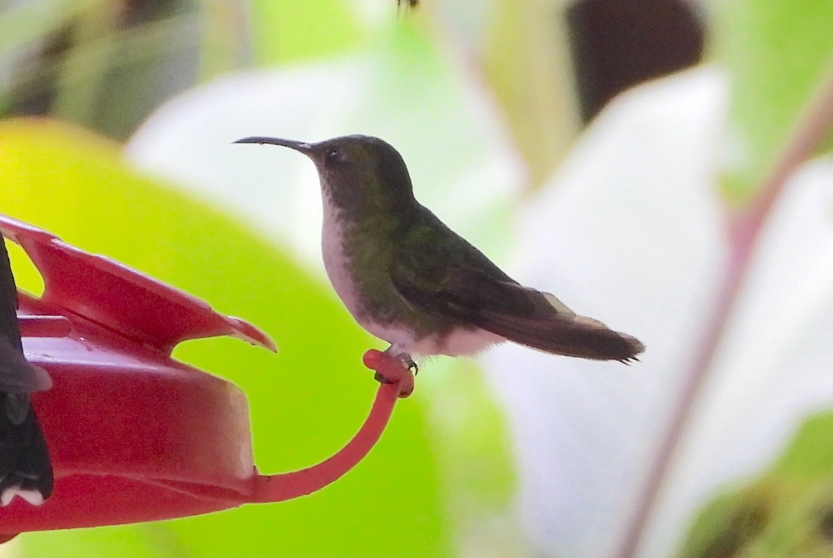 Colibri à tête cuivrée - ML617905711