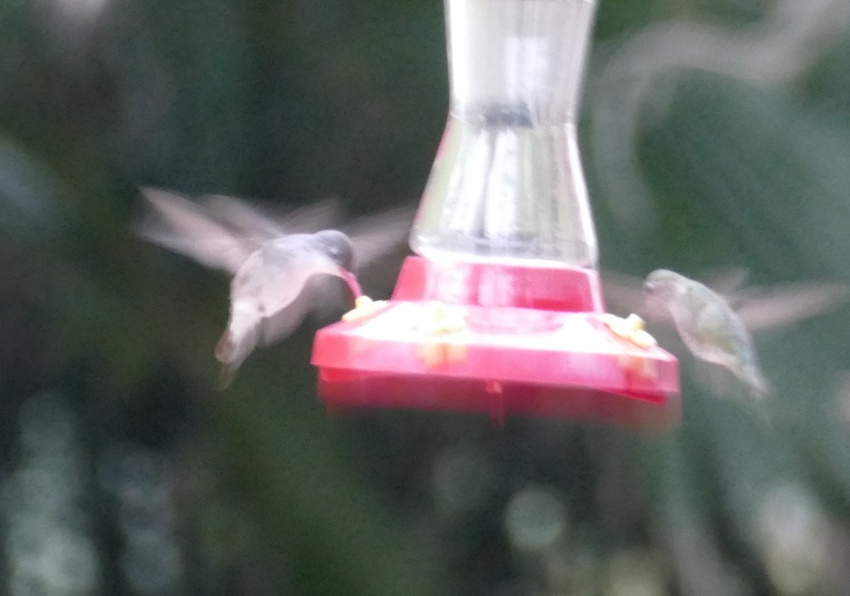 Violet-crowned Hummingbird - Richard Erickson