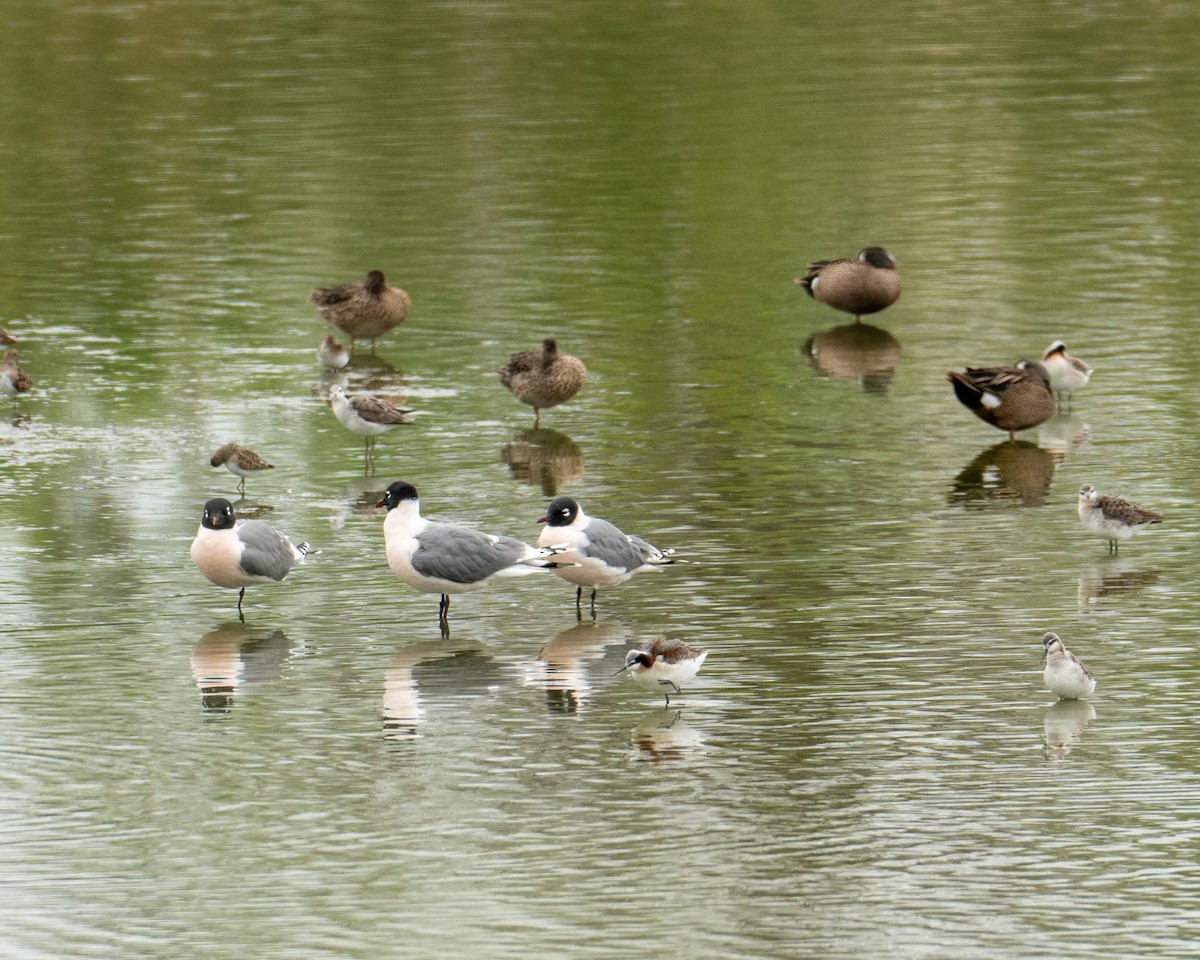 Franklin's Gull - ML617905814