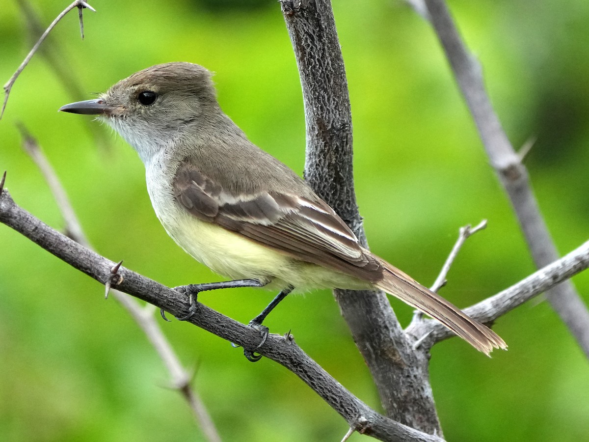 Galapagos Flycatcher - ML617905822