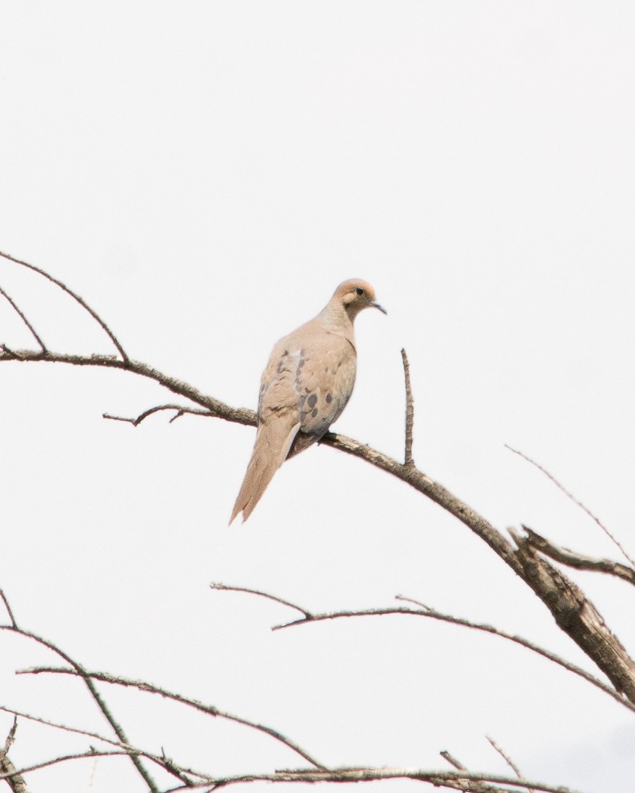 Mourning Dove - Arafat López Juárez