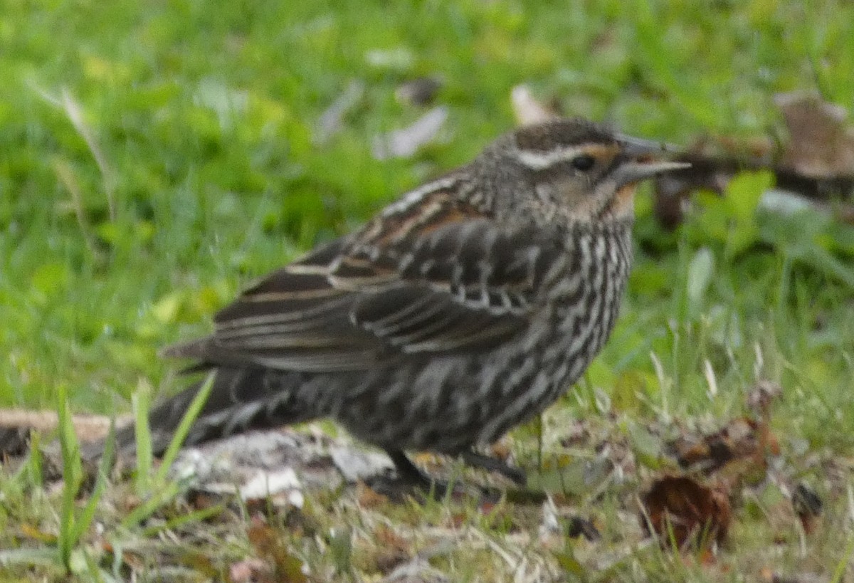 Red-winged Blackbird (Red-winged) - ML617905861