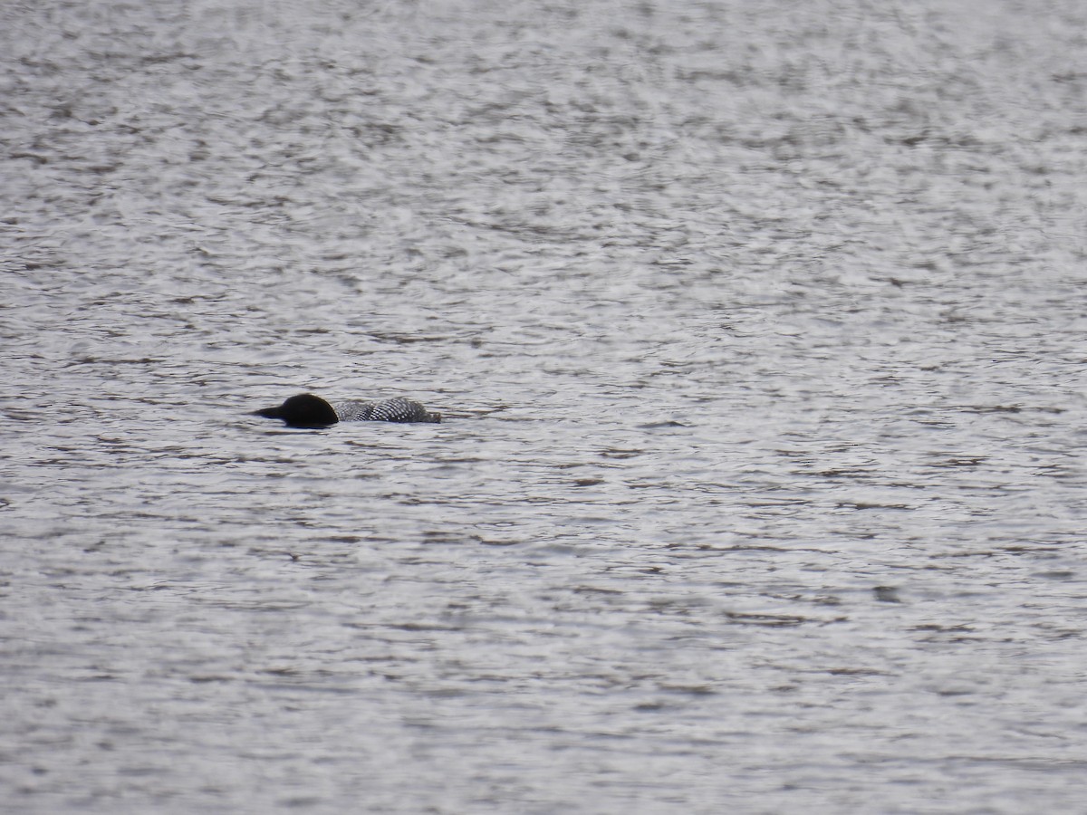 Common Loon - ML617905866