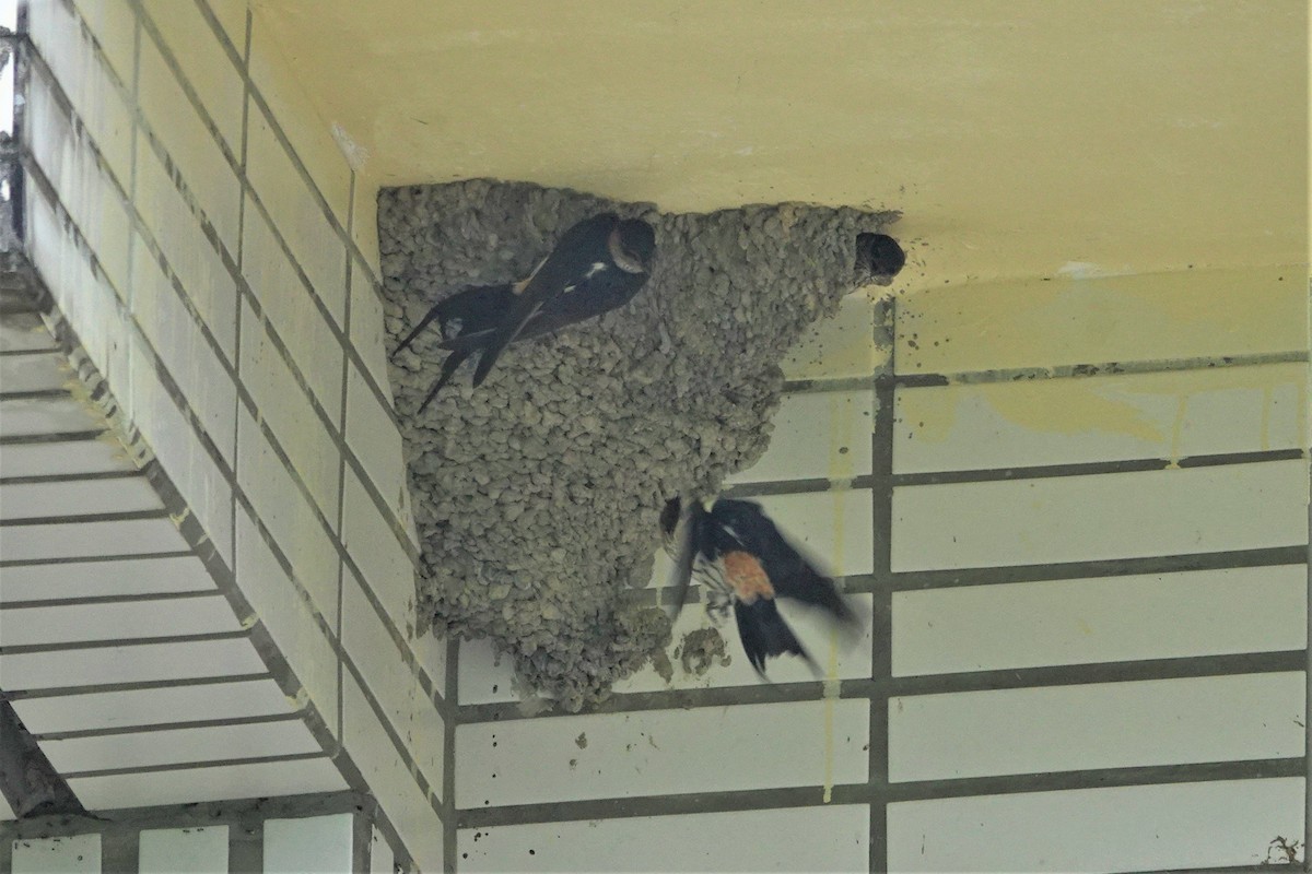 Striated Swallow - ML617905886