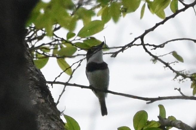 West African Batis - Nick Moore