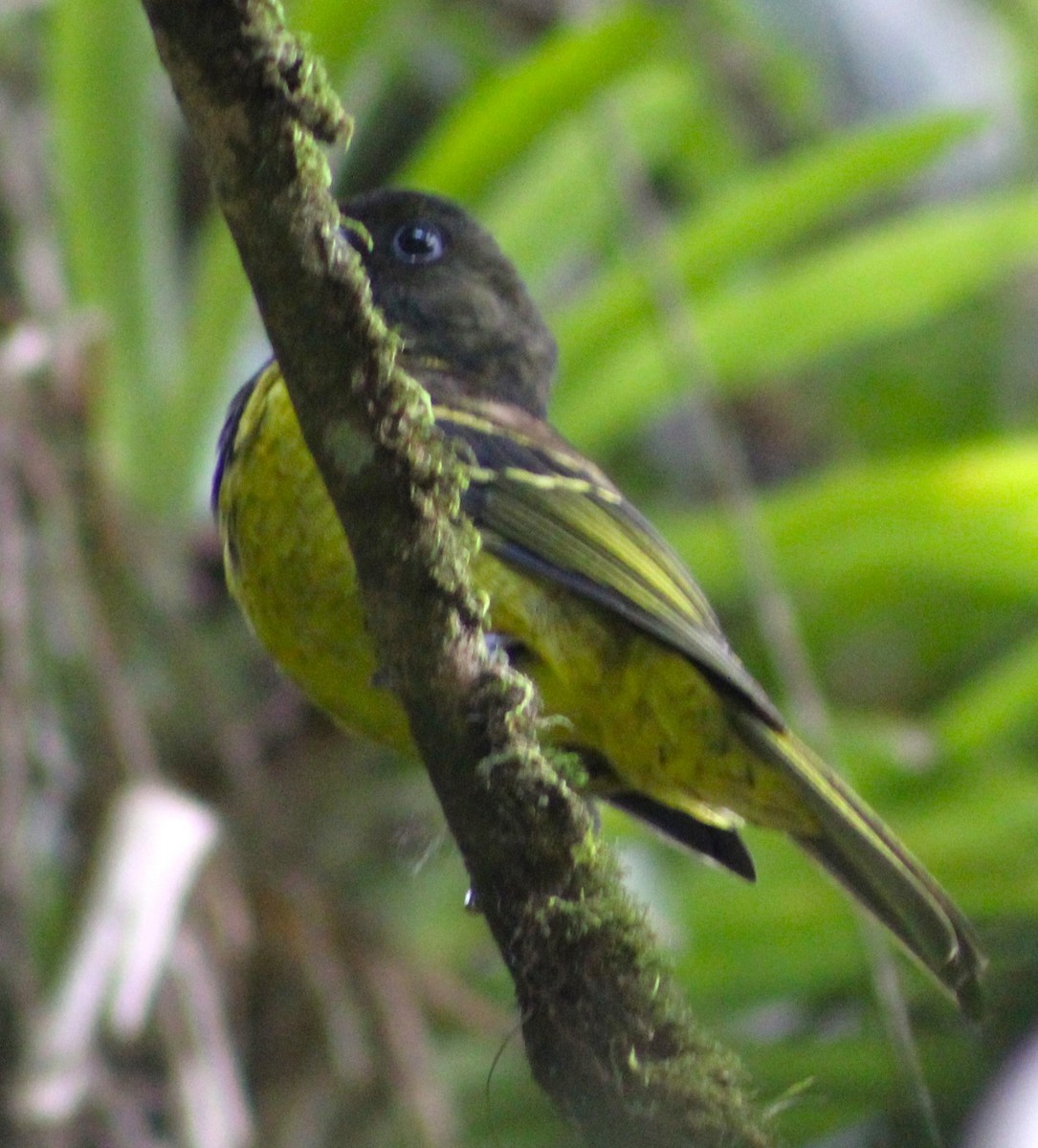 Cotinga Encapuchado - ML617905932