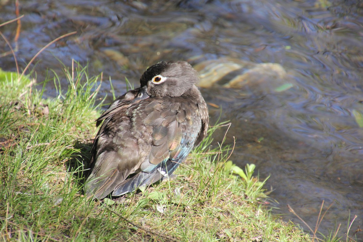 Wood Duck - ML617905955