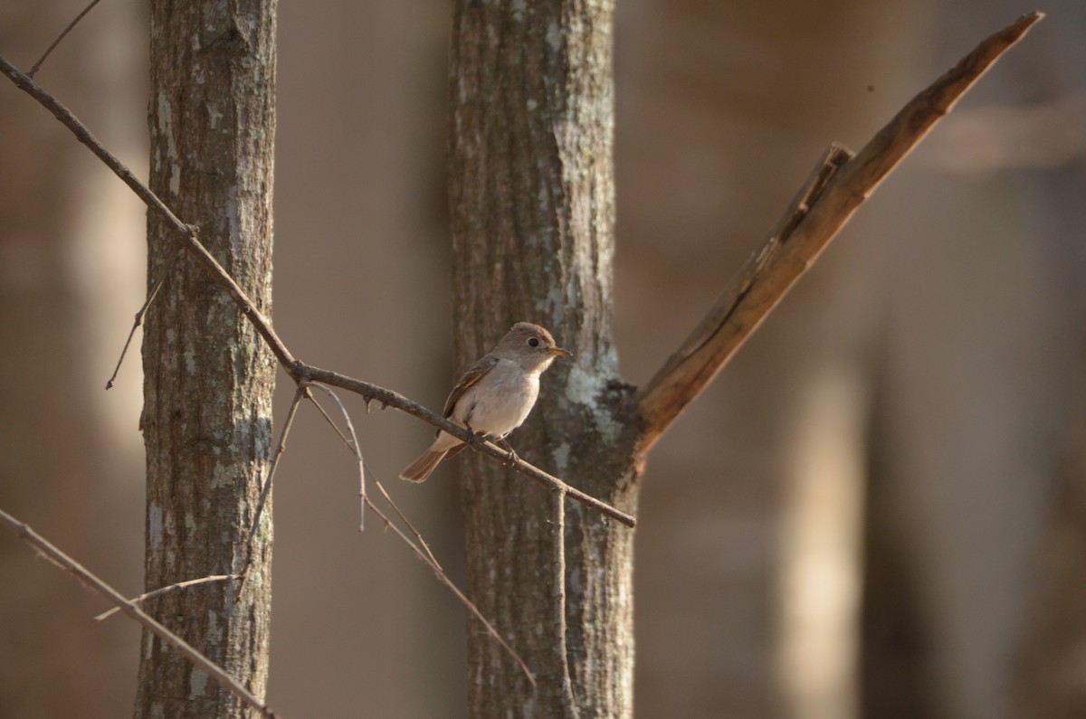 Asian Brown Flycatcher - ML617905995