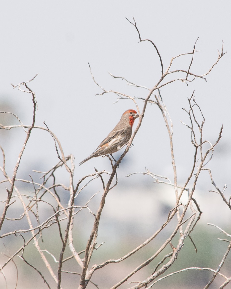 House Finch - ML617906009