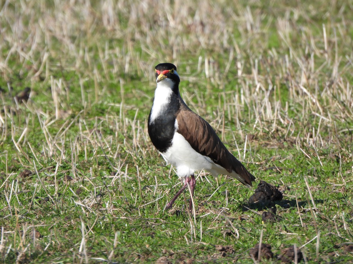 Banded Lapwing - Jeffrey Crawley